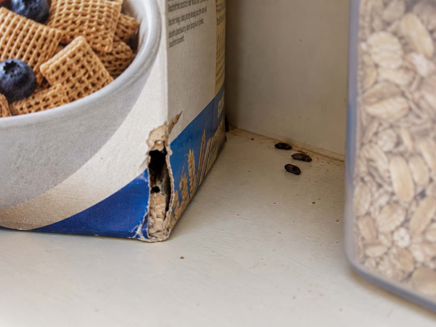How to Tell If You Have Mice
